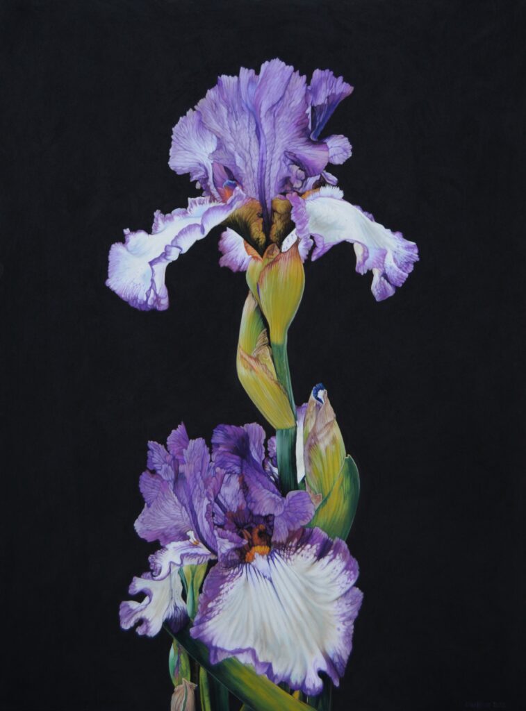 Purple Iris, 80cm x60cm, pastel on board