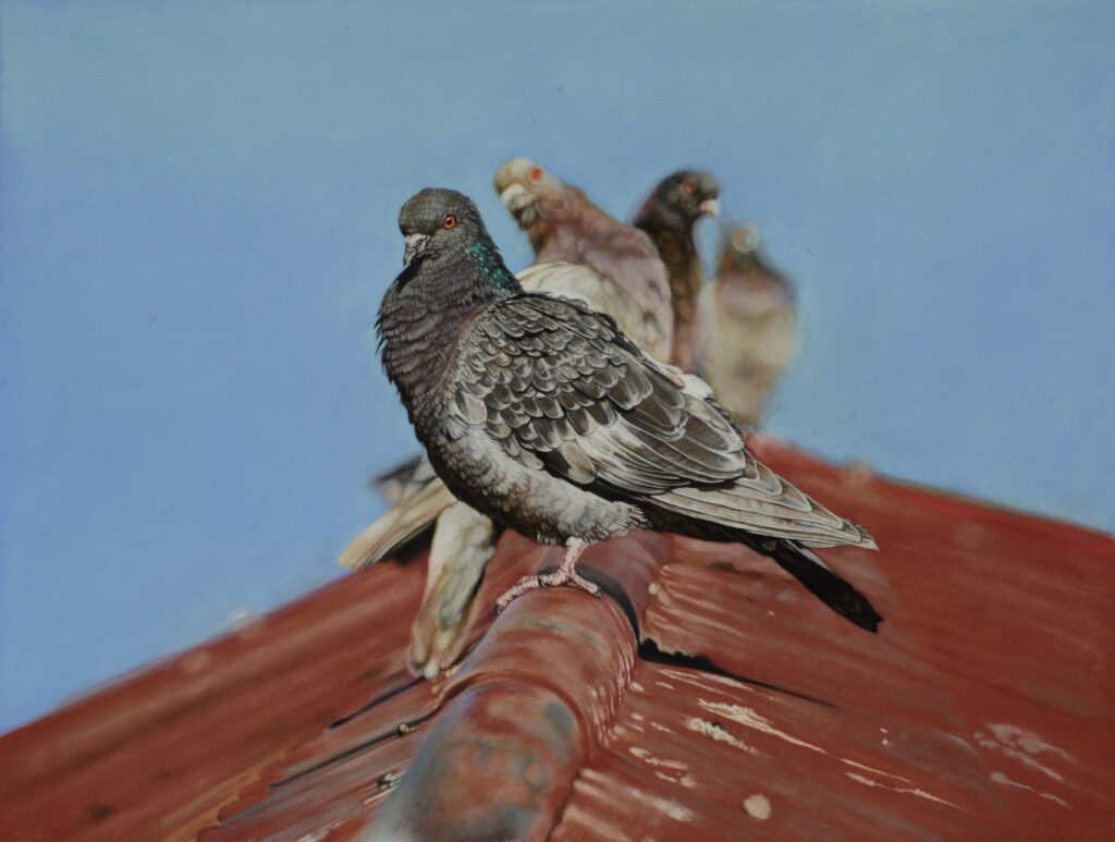 Pigeons on a Rooftop II, 34cm x 45cm, pastel on paper