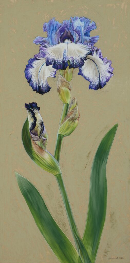 Iris I, 60cm x 30cm, pastel on board