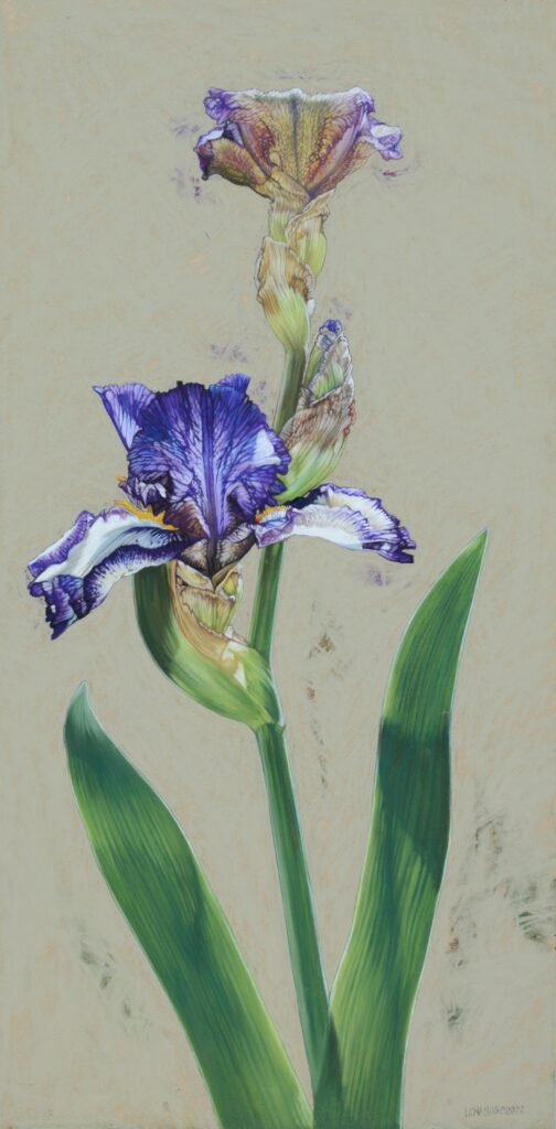 Iris II, 60cm x 30cm, pastel on board